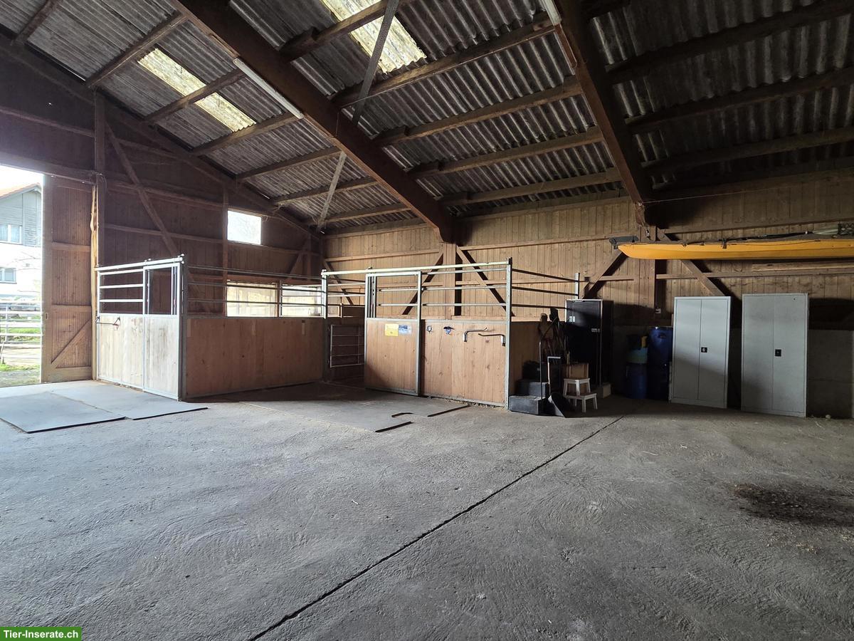 Bild 2: 2 Auslaufboxen mit Option für Offenstall in Unterlunkhofen AG