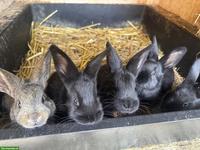 Junge Kaninchen, Champagne-Silber x Rex Mix