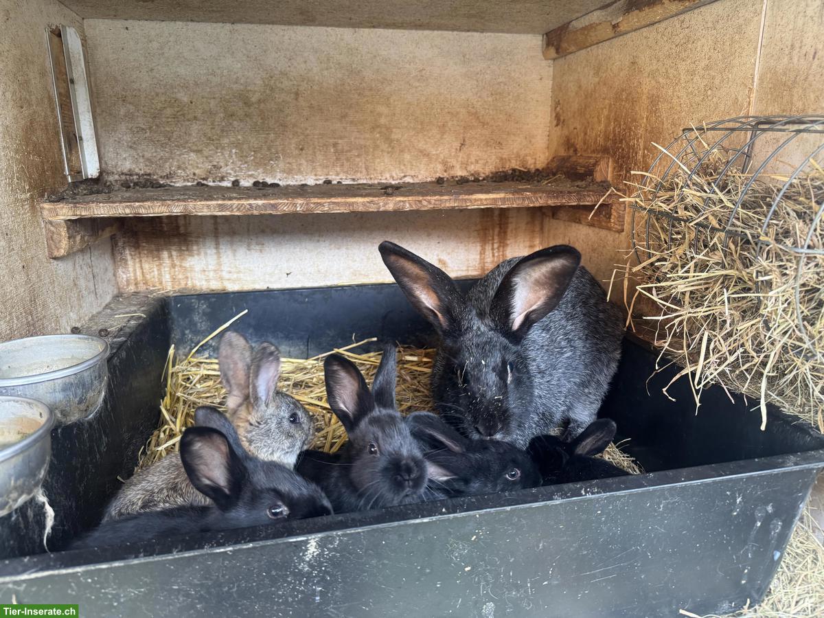 Bild 2: Junge Kaninchen, Champagne-Silber x Rex Mix