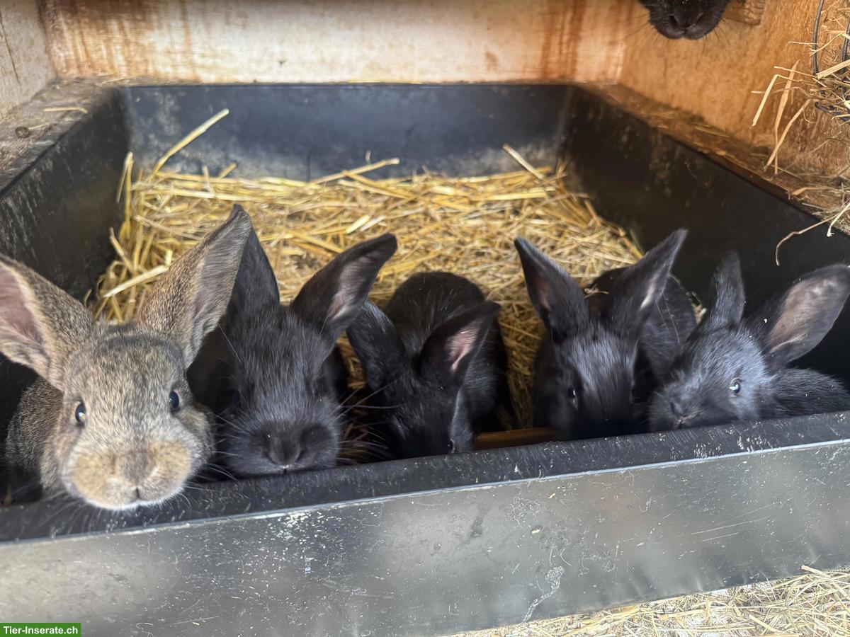 Bild 4: Junge Kaninchen, Champagne-Silber x Rex Mix