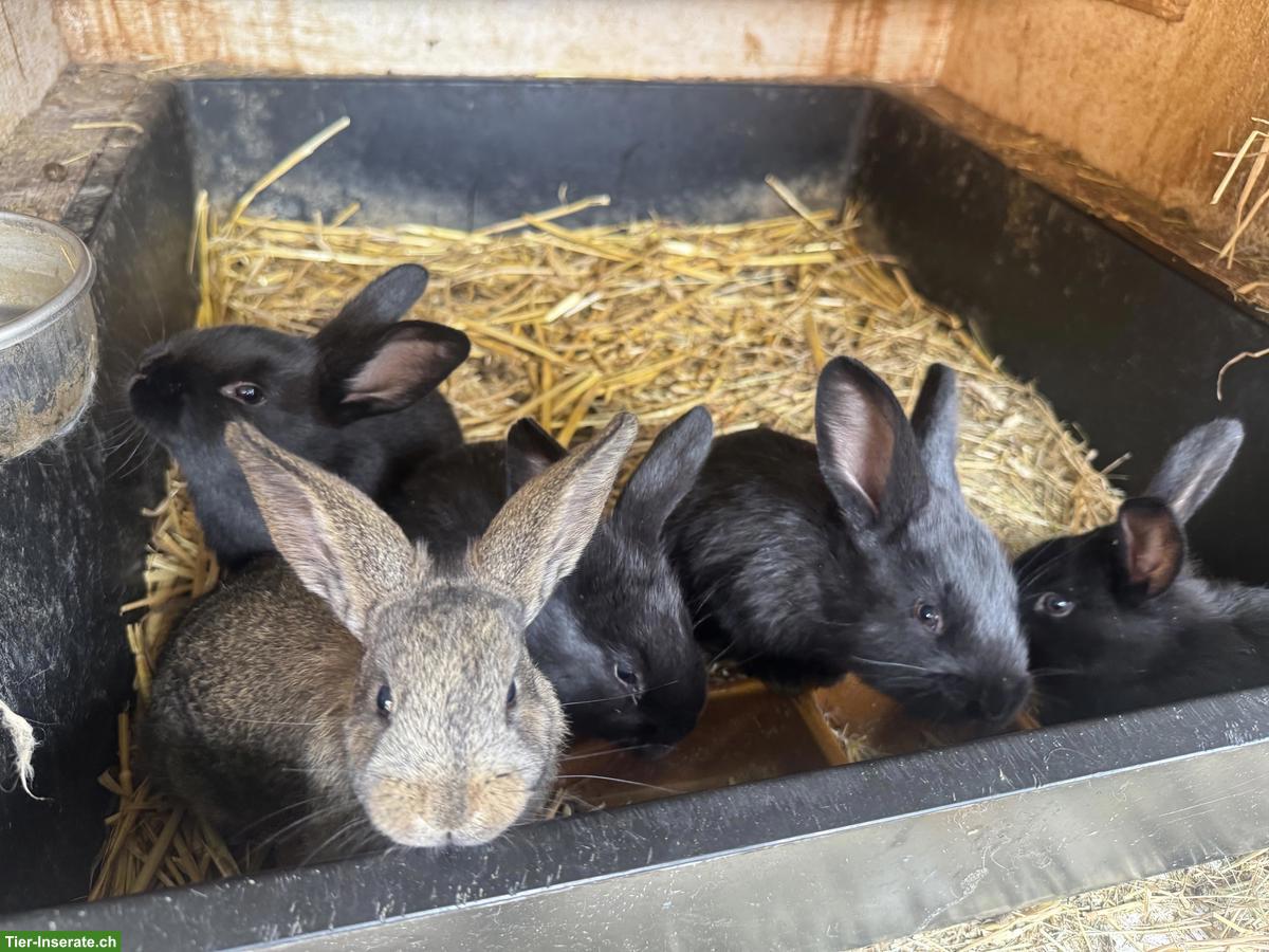 Bild 5: Junge Kaninchen, Champagne-Silber x Rex Mix