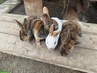 Junge süsse Rex-Kaninchen, zahm, kindergewohnt