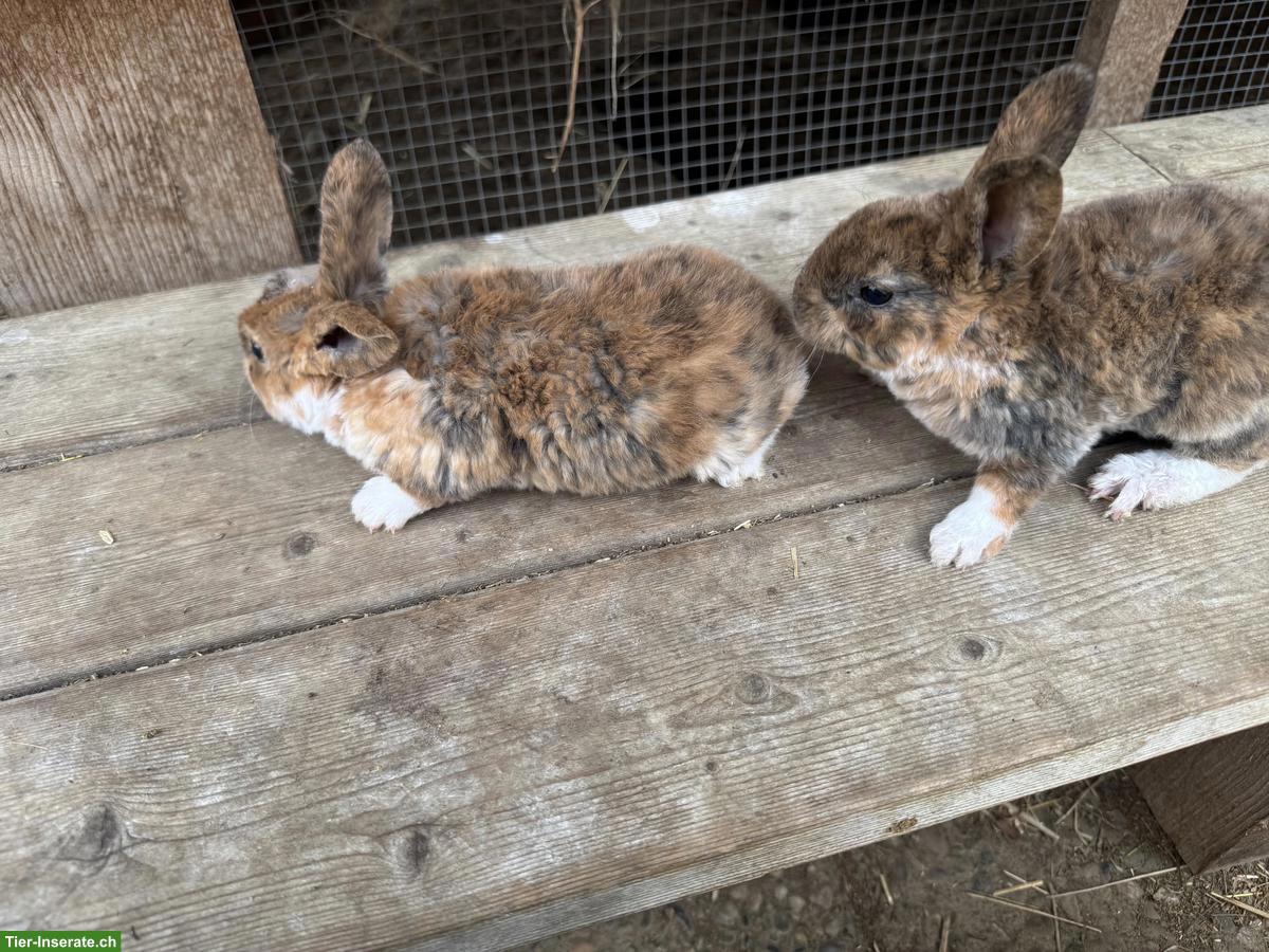 Bild 2: Junge süsse Rex-Kaninchen, zahm, kindergewohnt