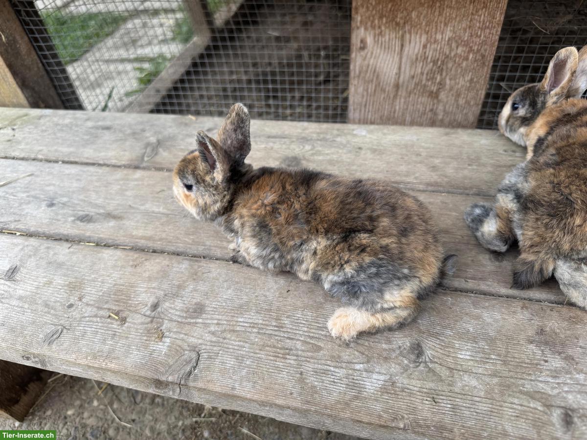 Bild 3: Junge süsse Rex-Kaninchen, zahm, kindergewohnt