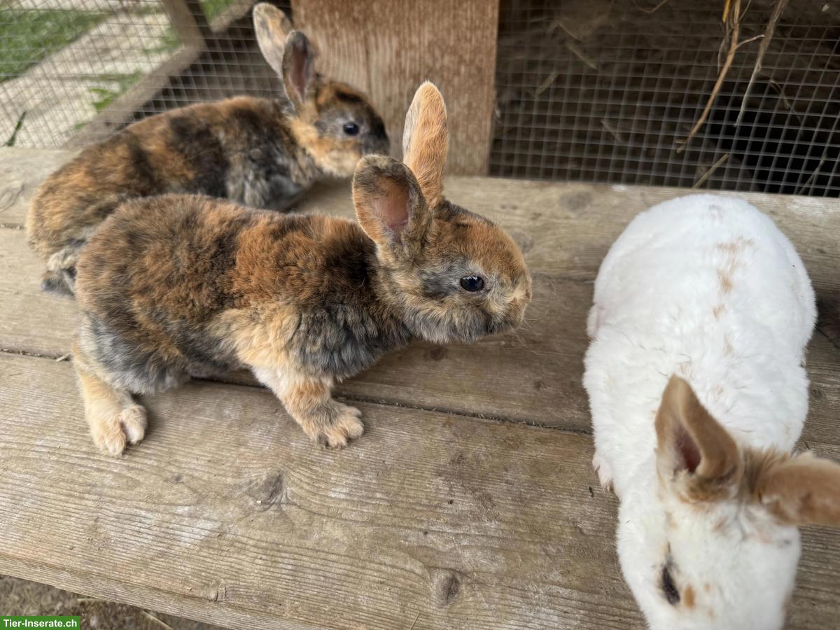 Bild 4: Junge süsse Rex-Kaninchen, zahm, kindergewohnt