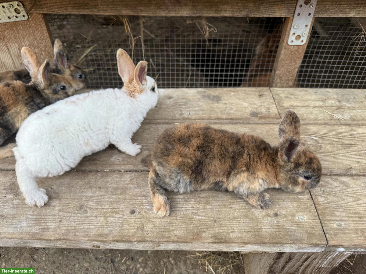 Bild 5: Junge süsse Rex-Kaninchen, zahm, kindergewohnt