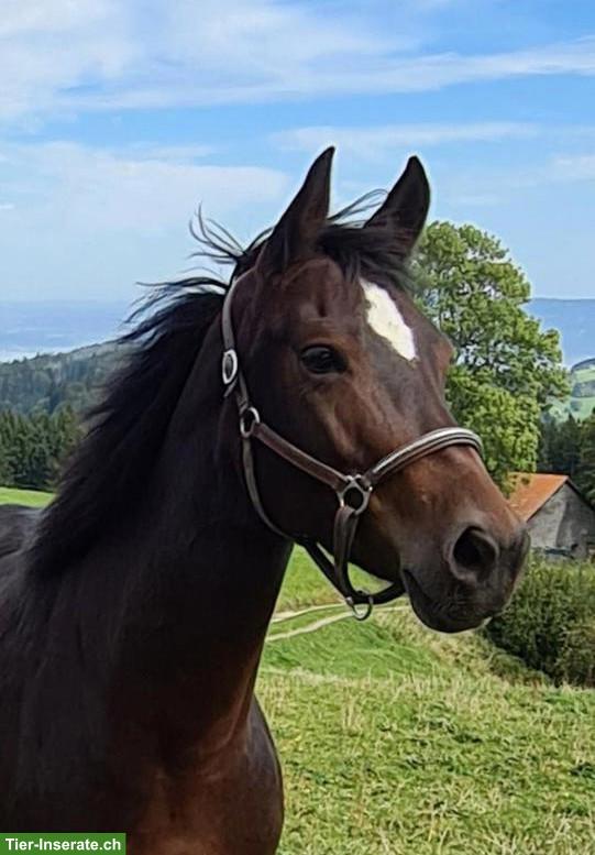 Freiberger-Mix Stute mit viel Power