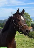 Freiberger-Mix Stute mit viel Power