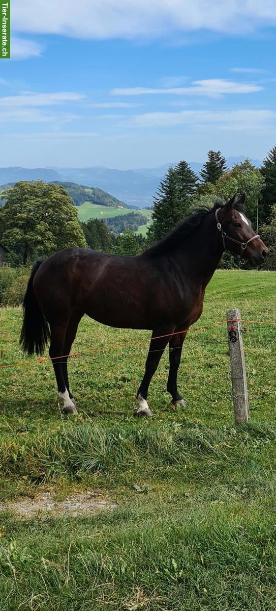 Bild 2: Freiberger-Mix Stute mit viel Power