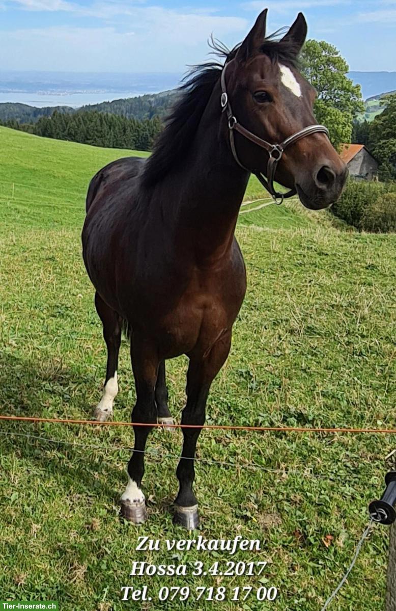 Bild 3: Freiberger-Mix Stute mit viel Power