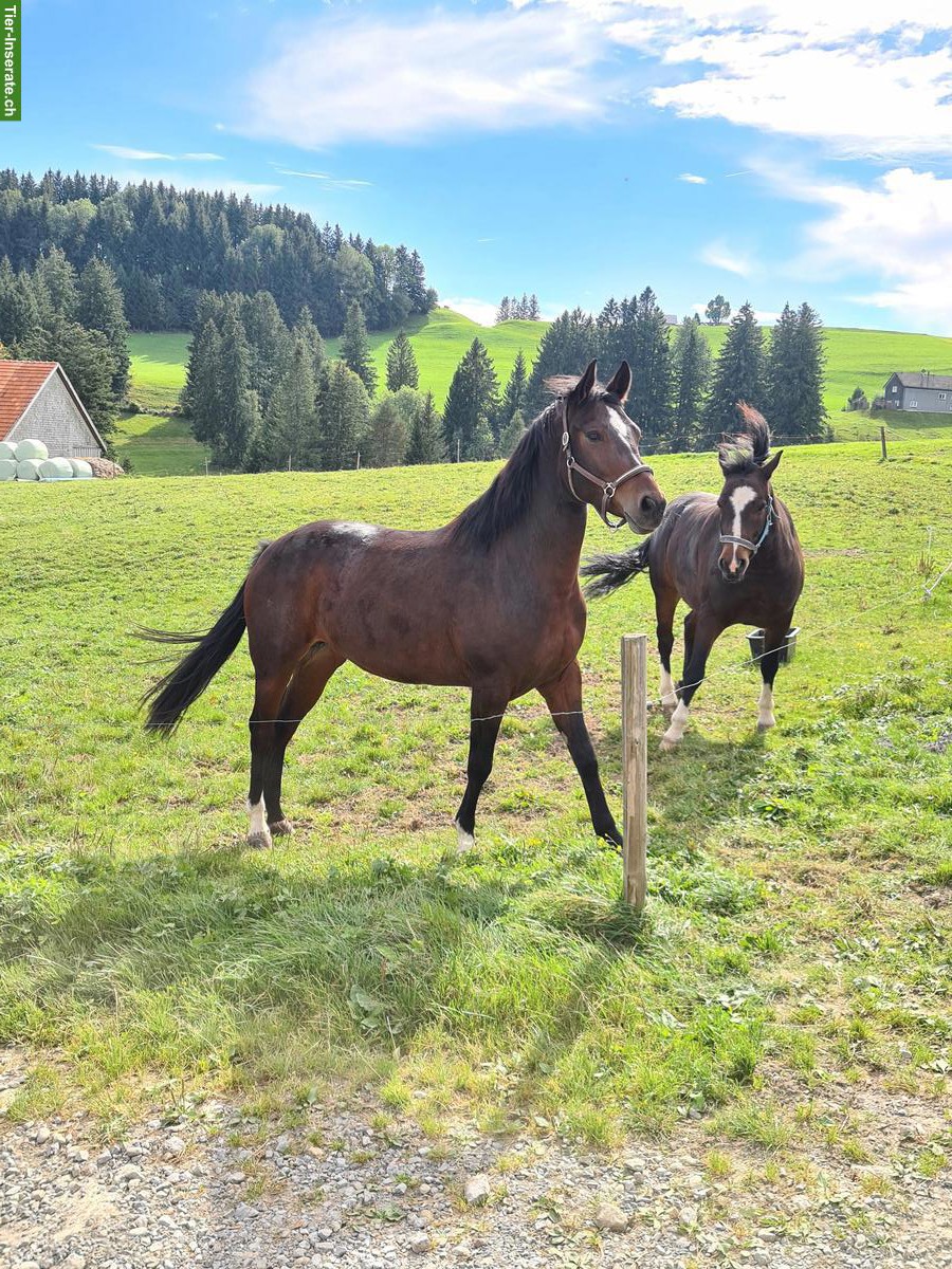 Bild 4: Freiberger-Mix Stute mit viel Power
