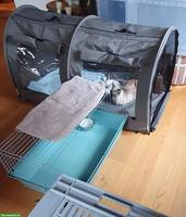 Katzentunnel abzugeben