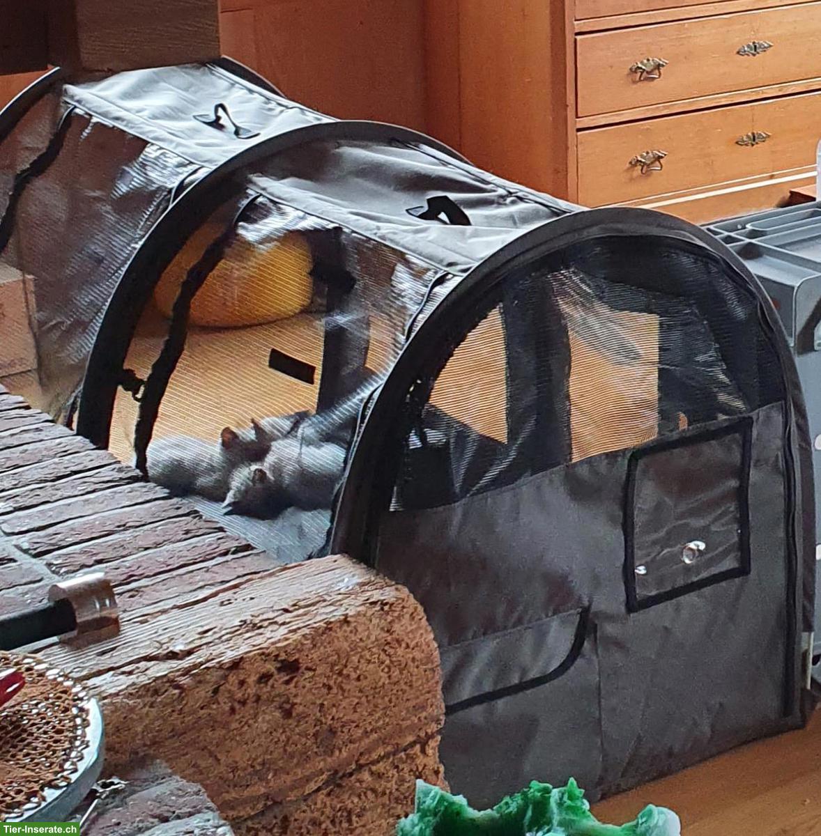 Bild 2: Katzentunnel abzugeben