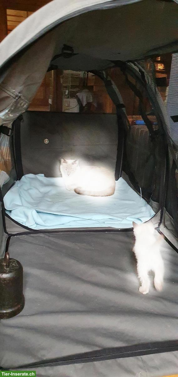 Bild 3: Katzentunnel abzugeben