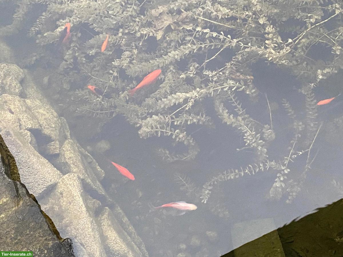 Goldfische gratis abzugeben