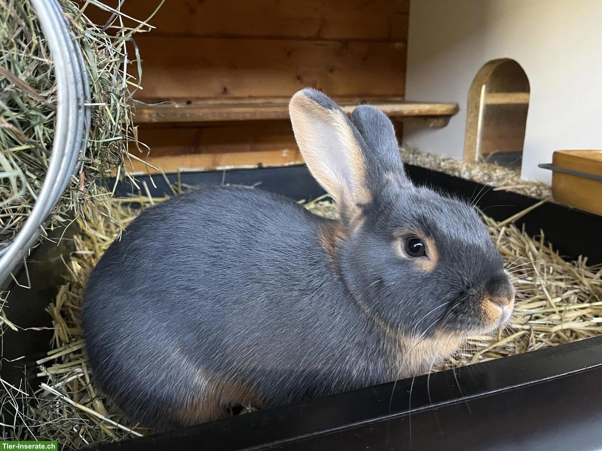 Schöne Loh-Kaninchen im Farbschlag blau