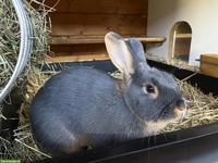 Schöne Loh-Kaninchen im Farbenschlag blau