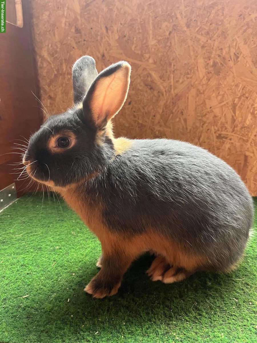 Bild 2: Schöne Loh-Kaninchen im Farbschlag blau