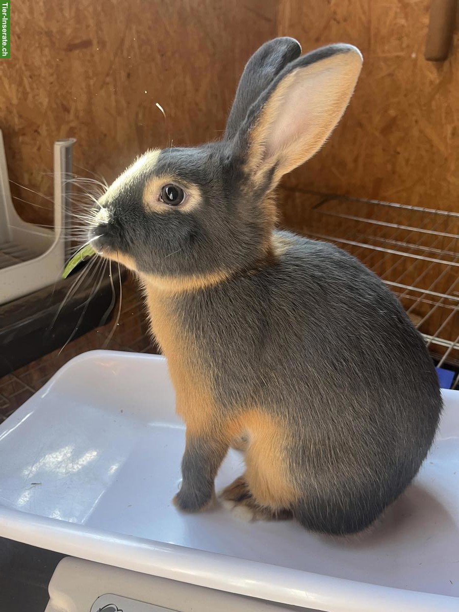Bild 3: Schöne Loh-Kaninchen im Farbschlag blau