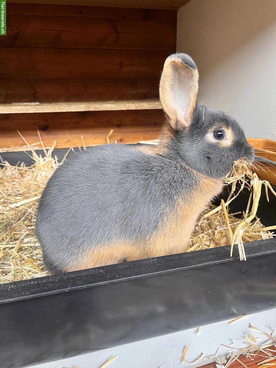 Bild 4: Schöne Loh-Kaninchen im Farbschlag blau