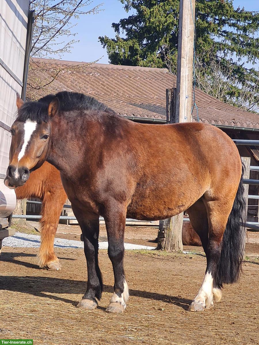 Spazierbeteiligung für 9-jährige Ponystute in Fällanden ZH