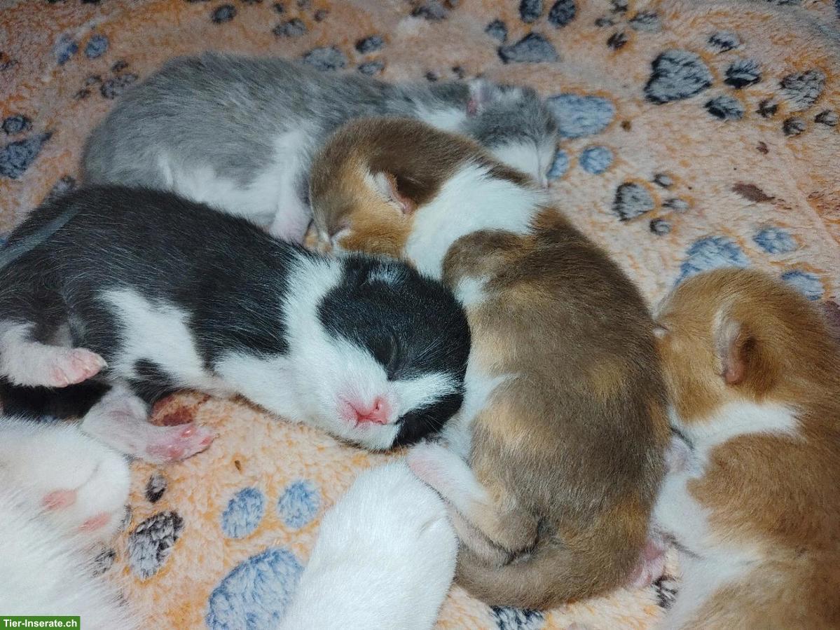 BKH Kitten, Kätzchen vom Züchter mit Stammbaum