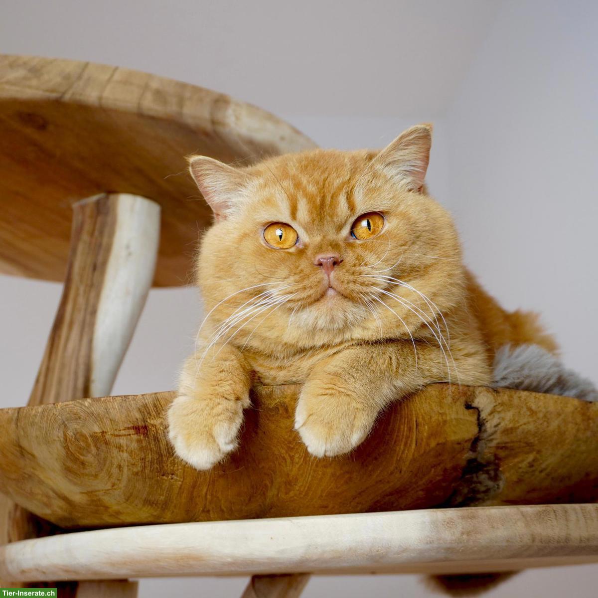 Bild 10: BKH Kitten, Kätzchen vom Züchter mit Stammbaum