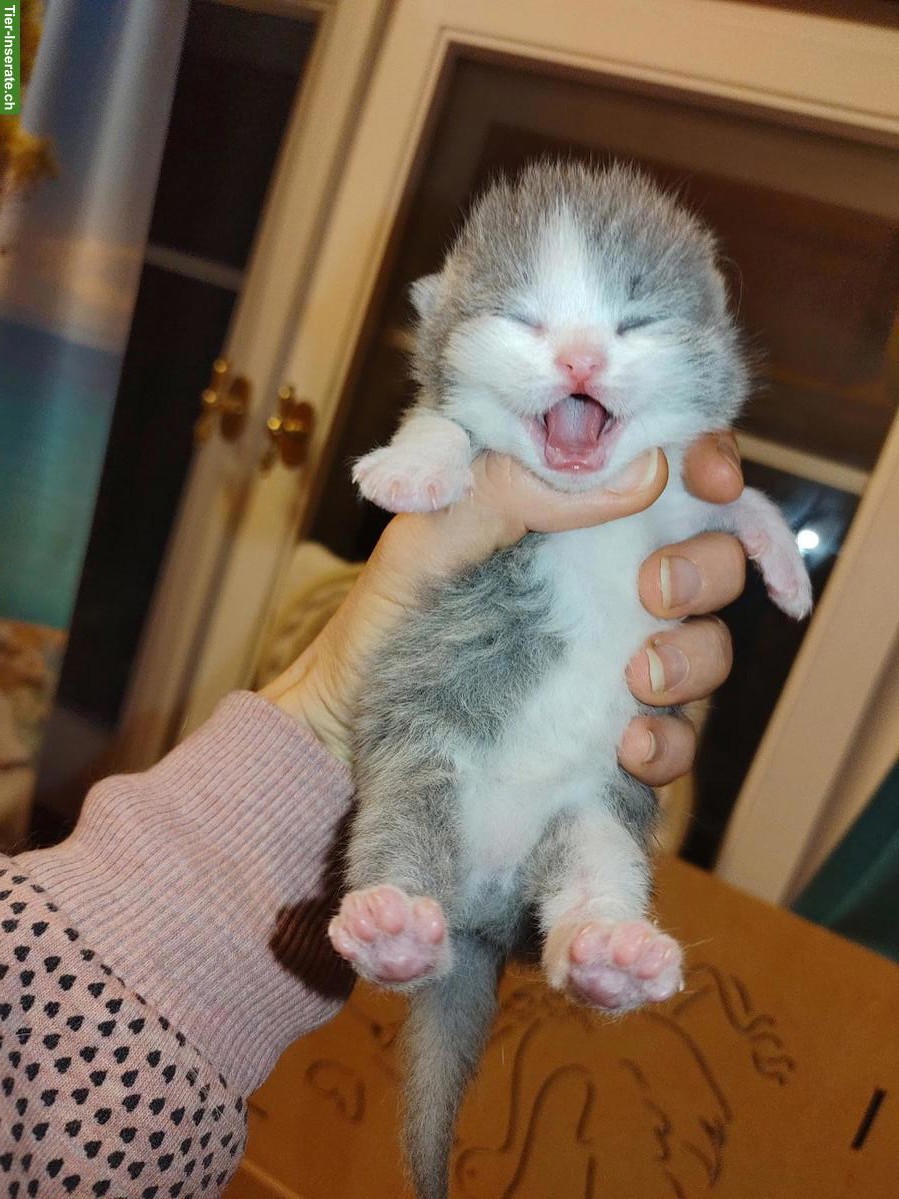 Bild 2: BKH Kitten, Kätzchen vom Züchter mit Stammbaum