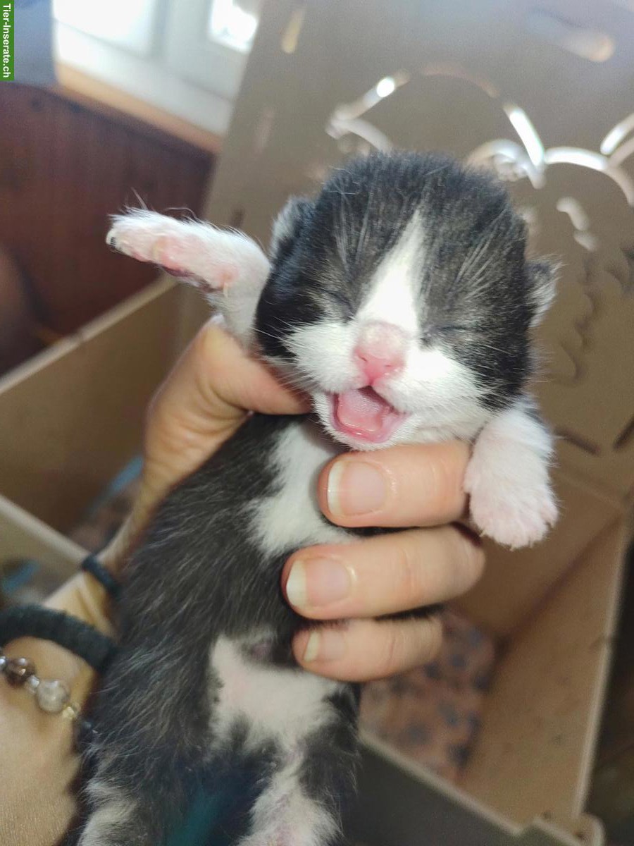 Bild 3: BKH Kitten, Kätzchen vom Züchter mit Stammbaum