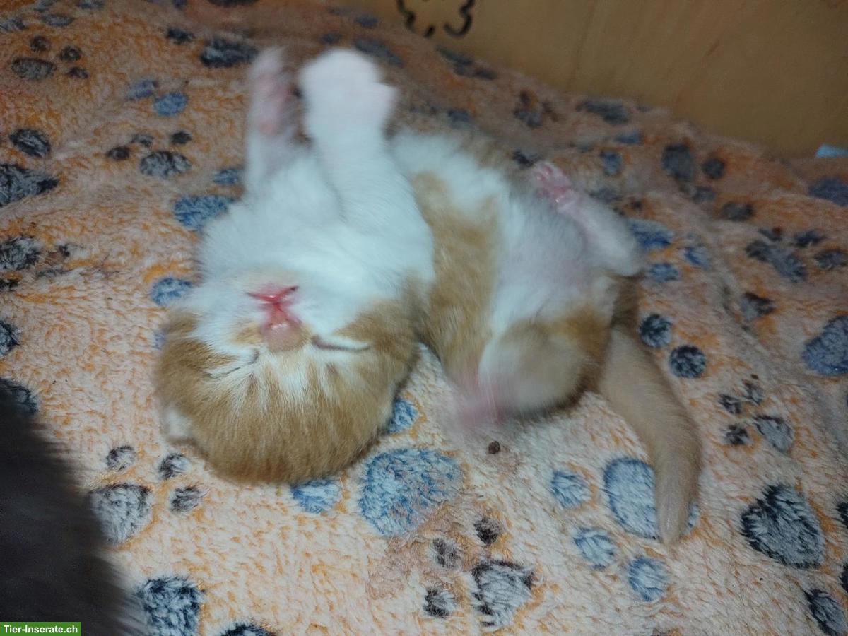 Bild 4: BKH Kitten, Kätzchen vom Züchter mit Stammbaum