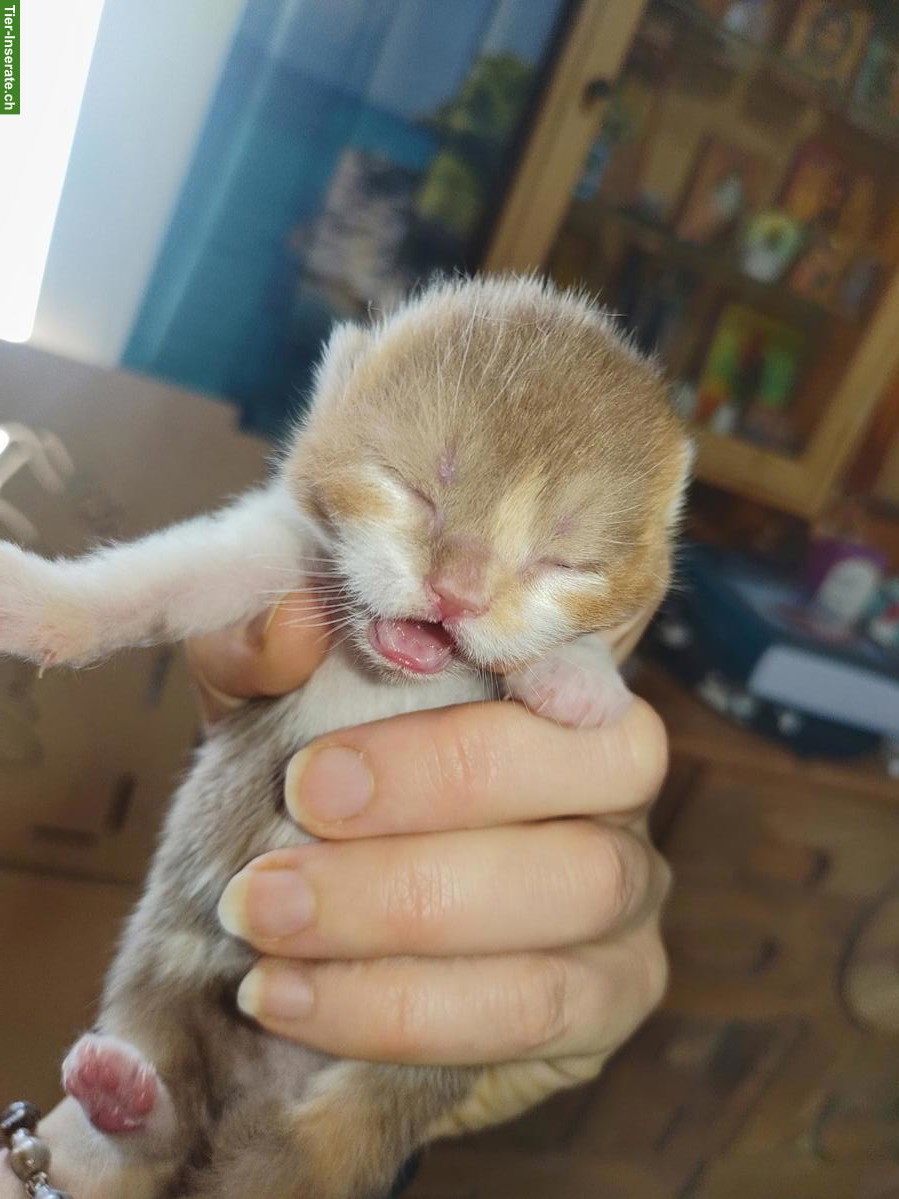 Bild 5: BKH Kitten, Kätzchen vom Züchter mit Stammbaum