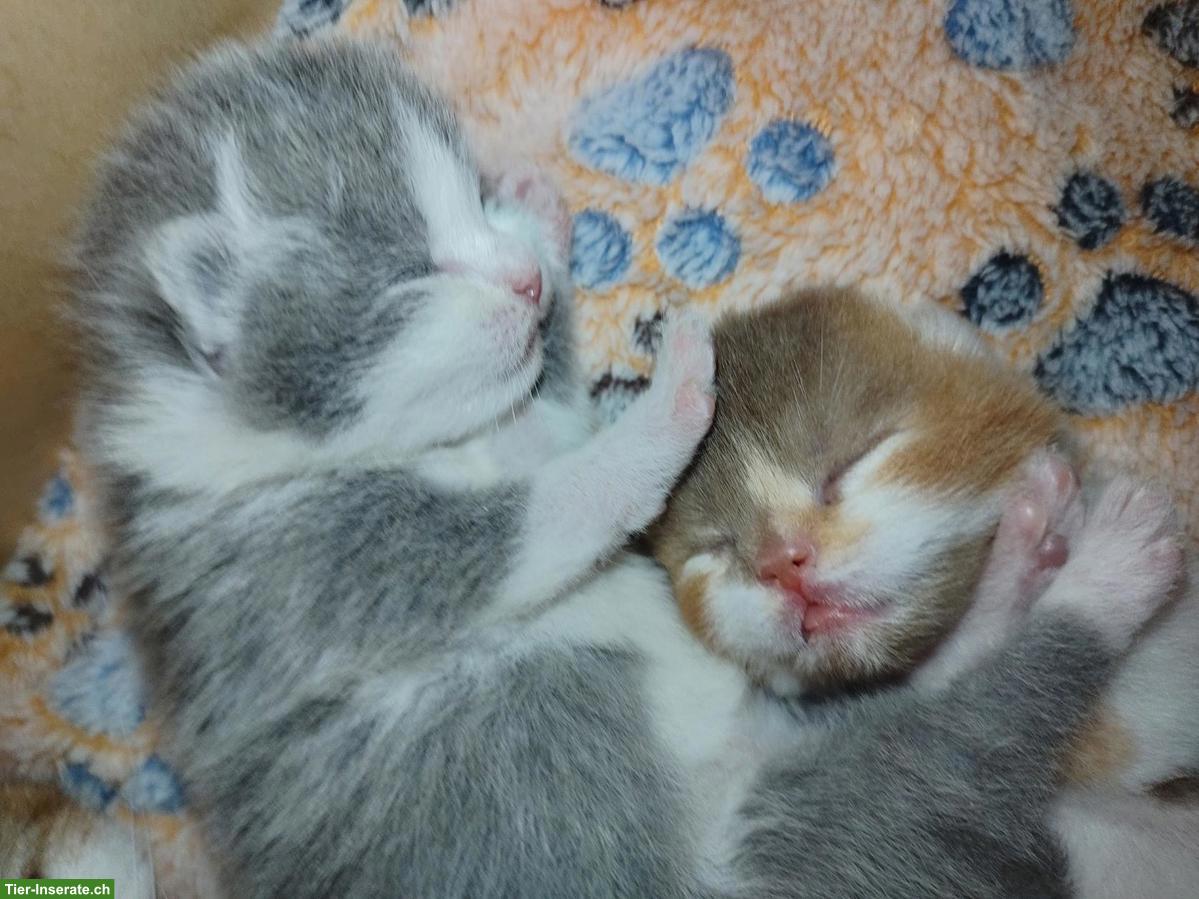 Bild 6: BKH Kitten, Kätzchen vom Züchter mit Stammbaum