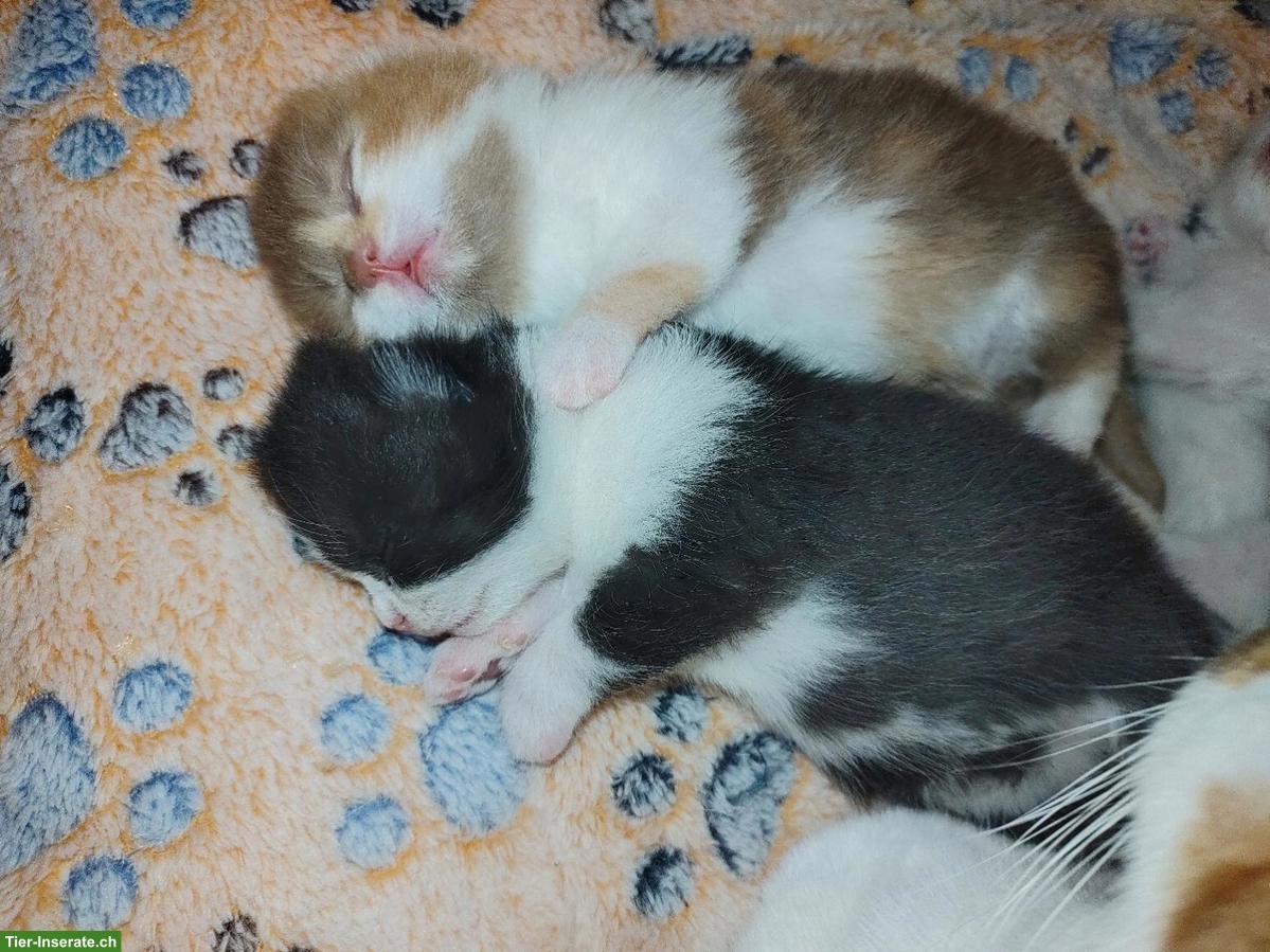 Bild 7: BKH Kitten, Kätzchen vom Züchter mit Stammbaum