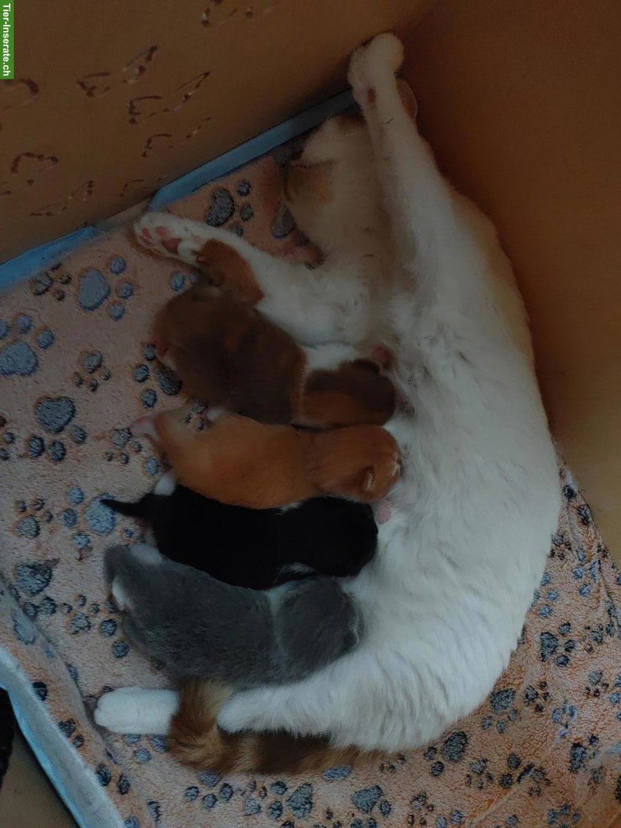 Bild 9: BKH Kitten, Kätzchen vom Züchter mit Stammbaum