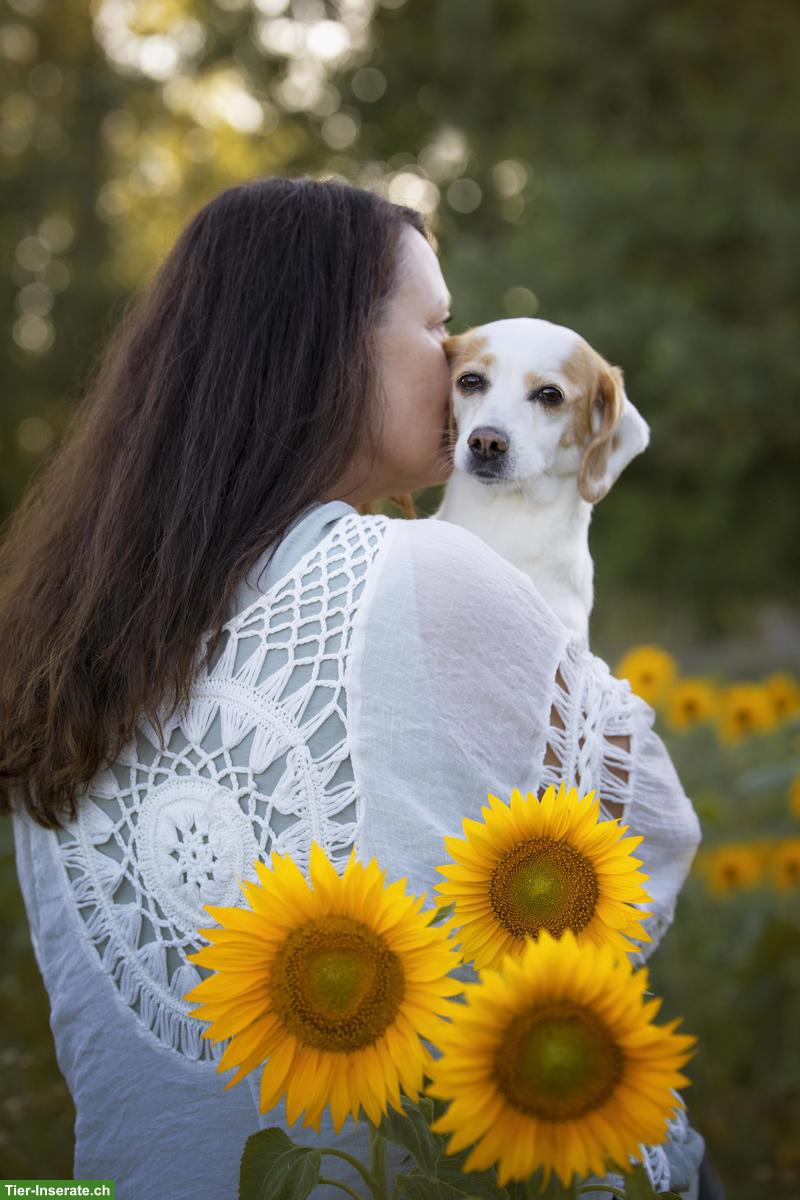 Bild 3: Professionelle Hundeernährungsberatung - Online Schweiz