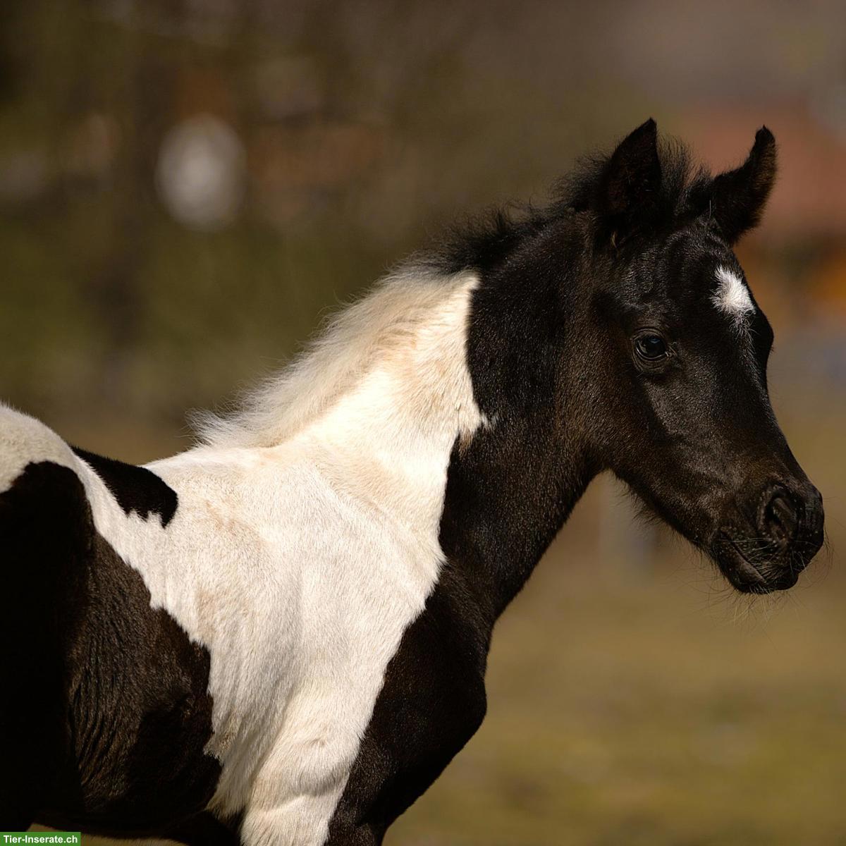 Wunderschönes Pintabian Hengstfohlen