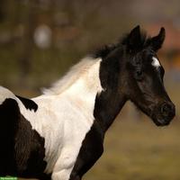 Wunderschönes Pintabian Hengstfohlen