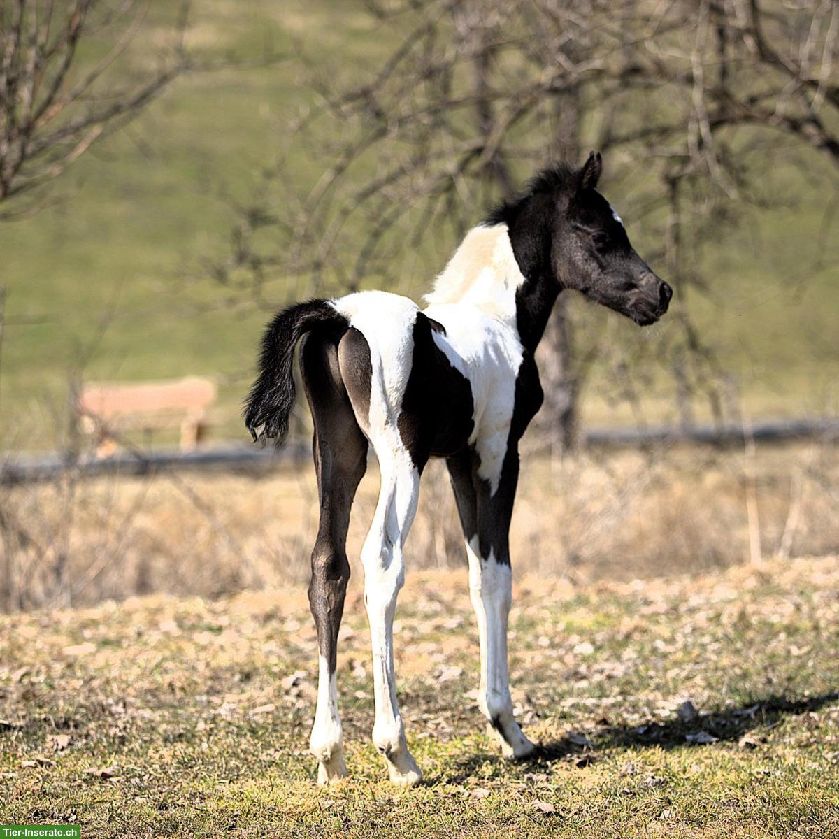 Bild 10: Wunderschönes Pintabian Hengstfohlen