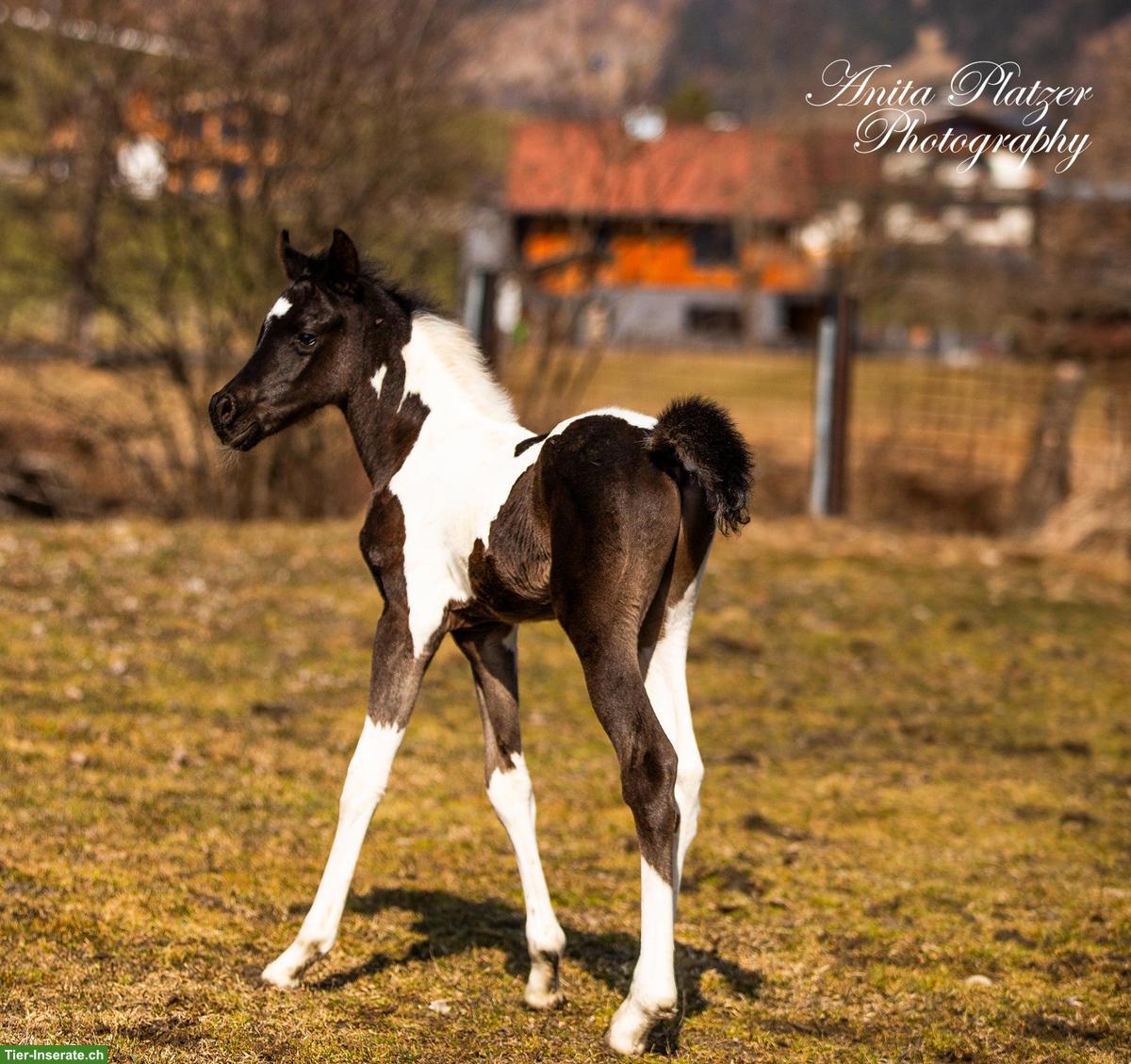 Bild 2: Wunderschönes Pintabian Hengstfohlen