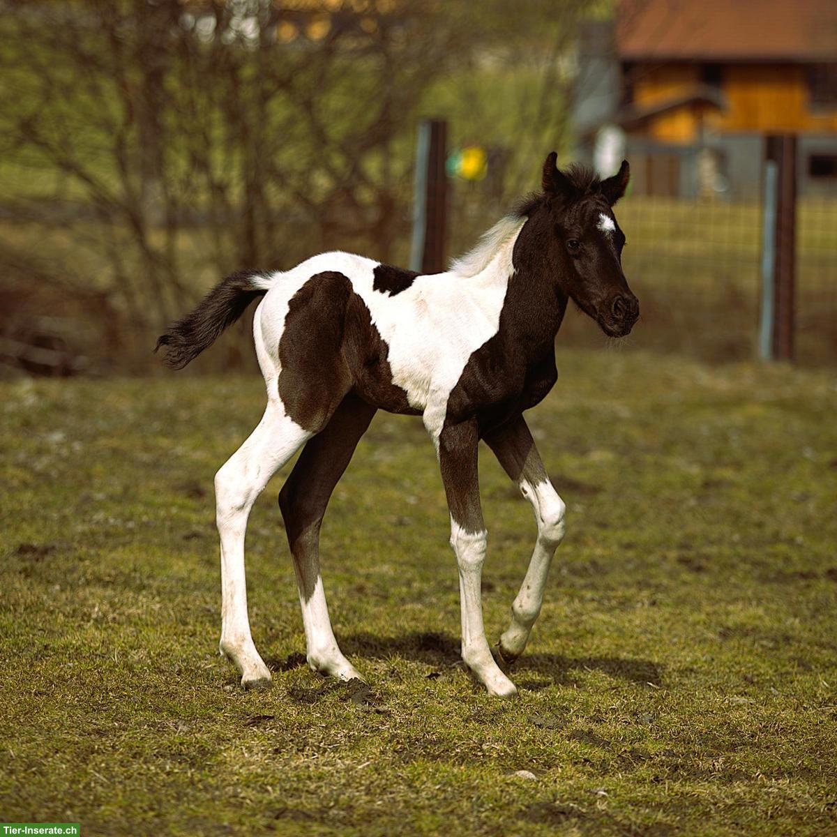 Bild 4: Wunderschönes Pintabian Hengstfohlen