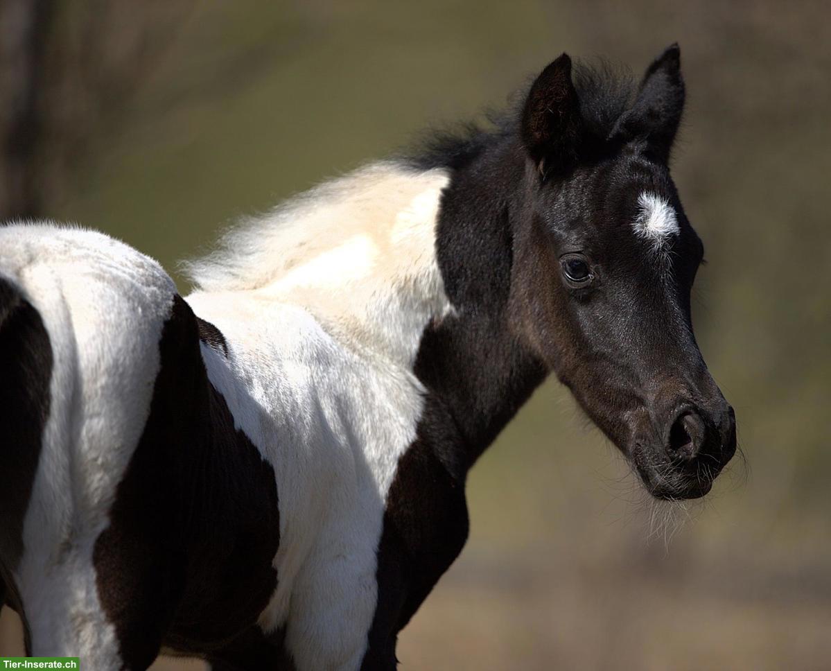 Bild 5: Wunderschönes Pintabian Hengstfohlen