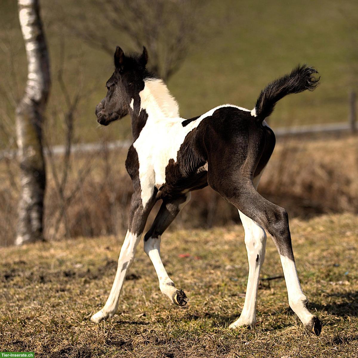 Bild 8: Wunderschönes Pintabian Hengstfohlen