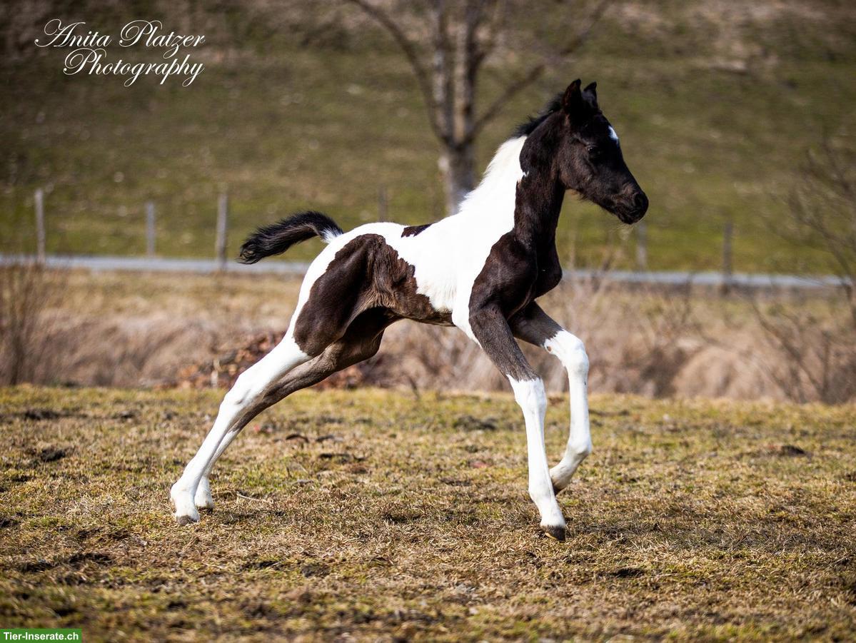 Bild 9: Wunderschönes Pintabian Hengstfohlen