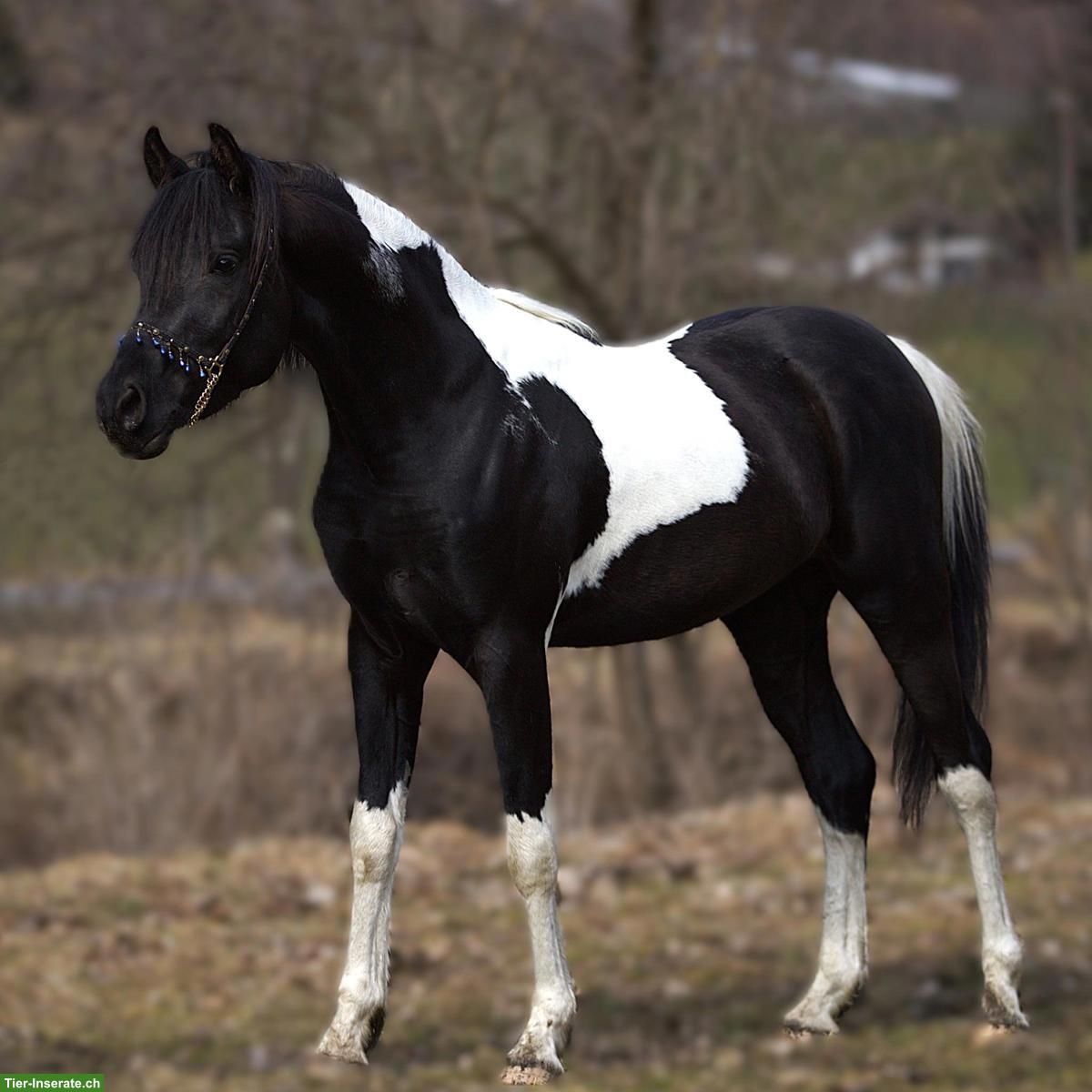 Prämierter Araberpinto Deckhengst