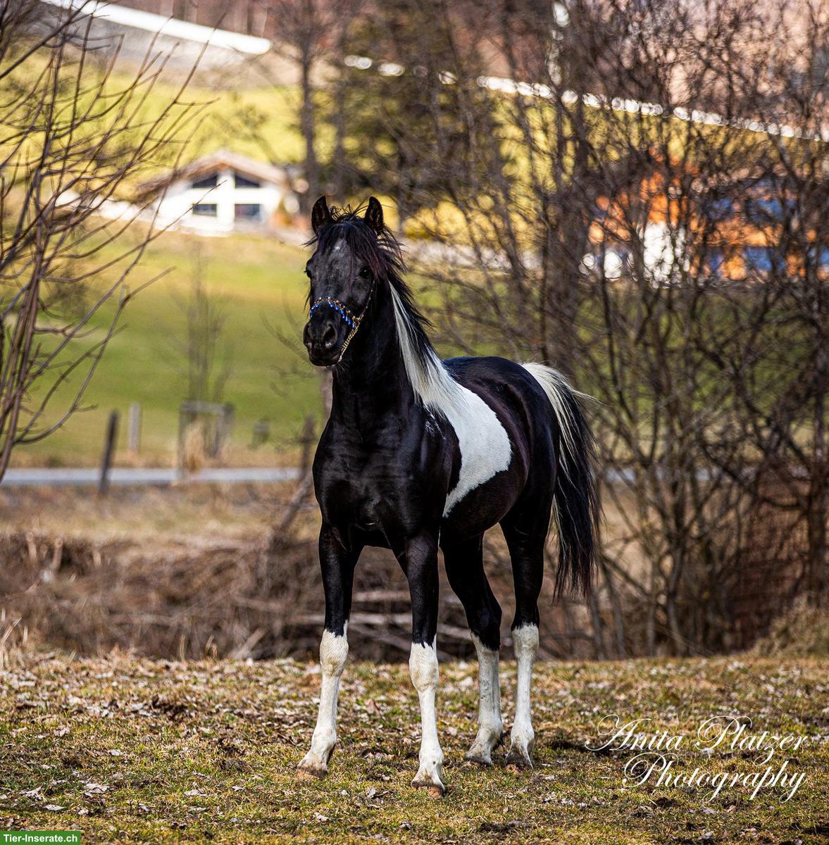 Bild 2: Prämierter Araberpinto Deckhengst