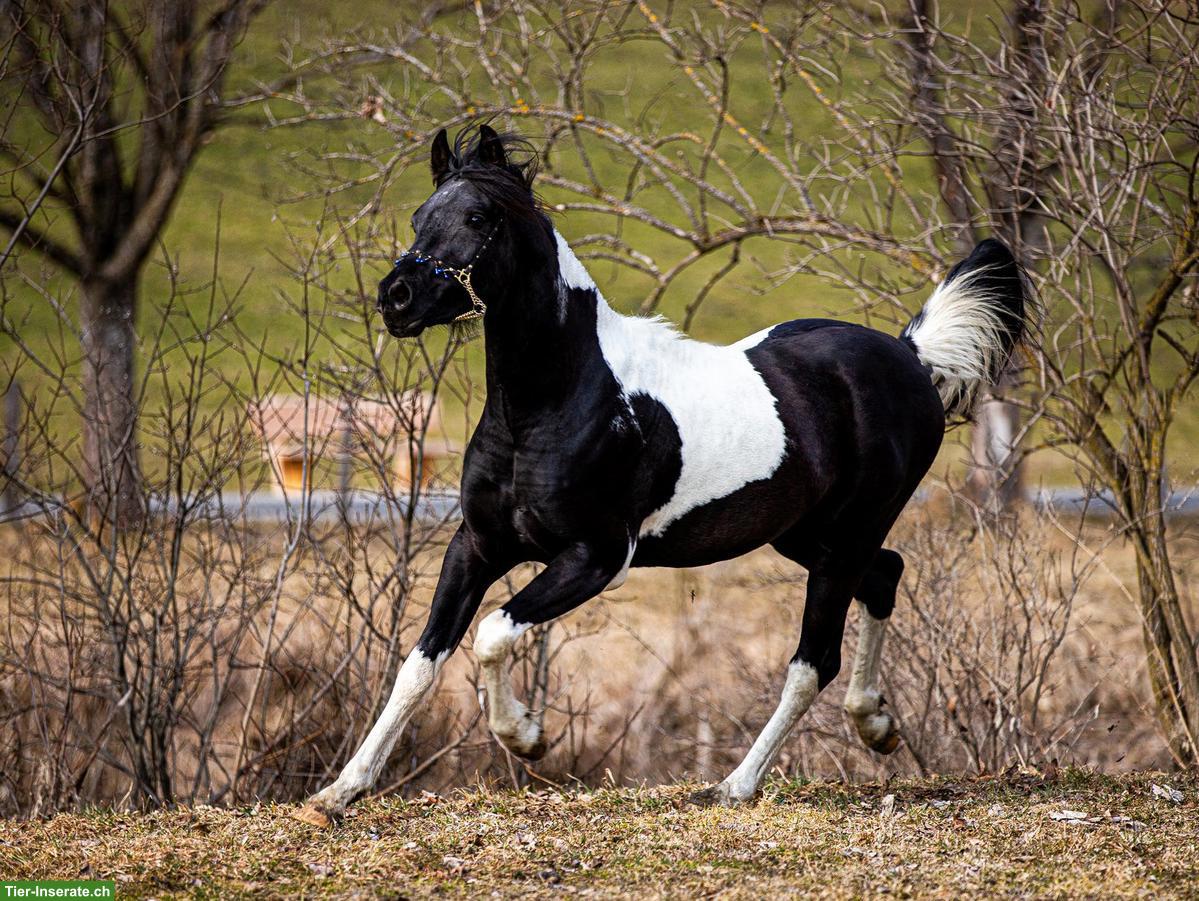 Bild 3: Prämierter Araberpinto Deckhengst