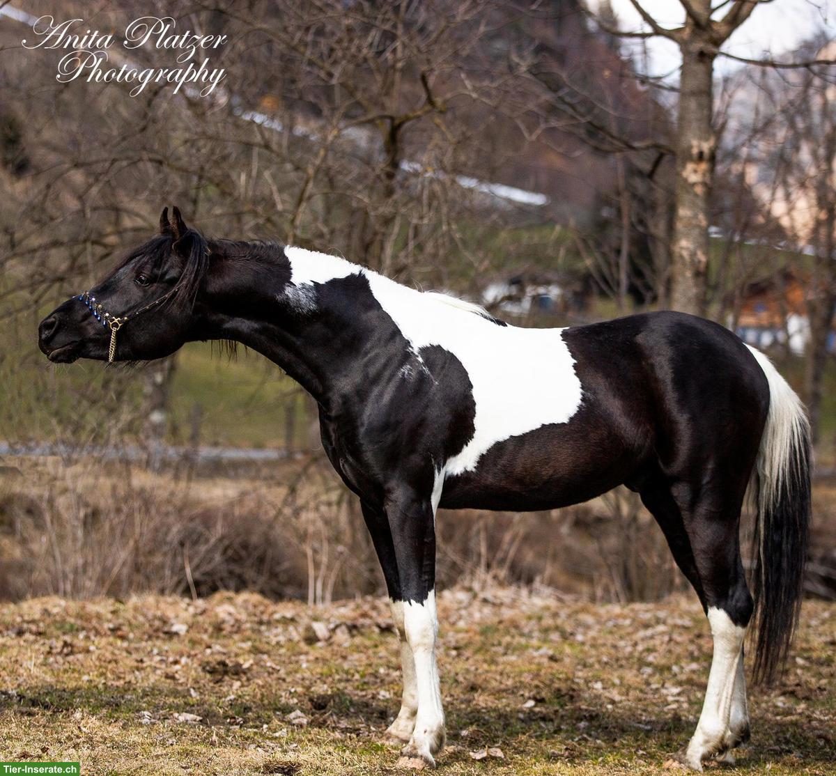 Bild 4: Prämierter Araberpinto Deckhengst