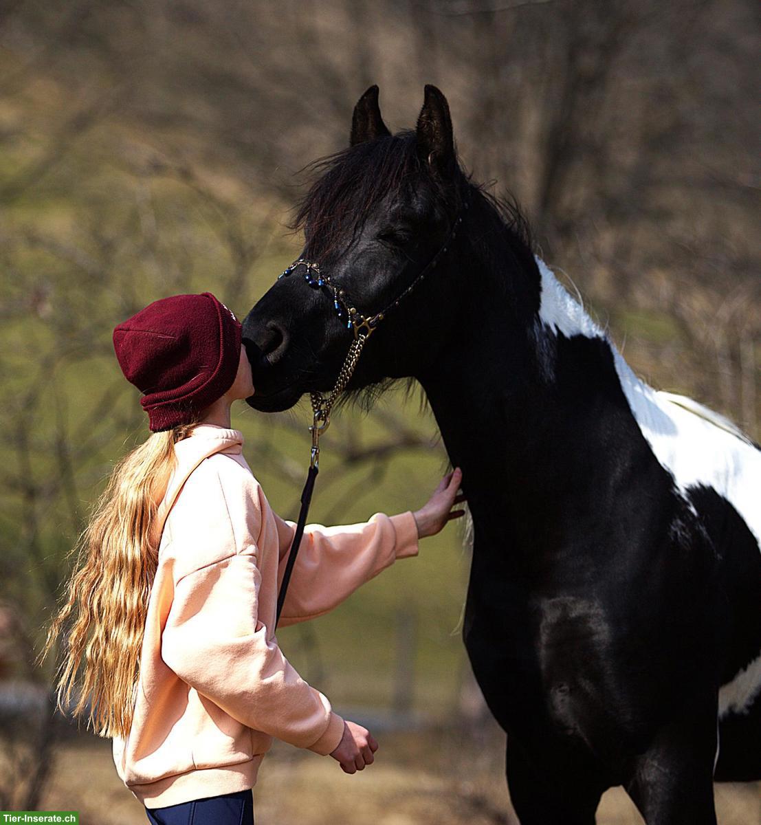 Bild 5: Prämierter Araberpinto Deckhengst
