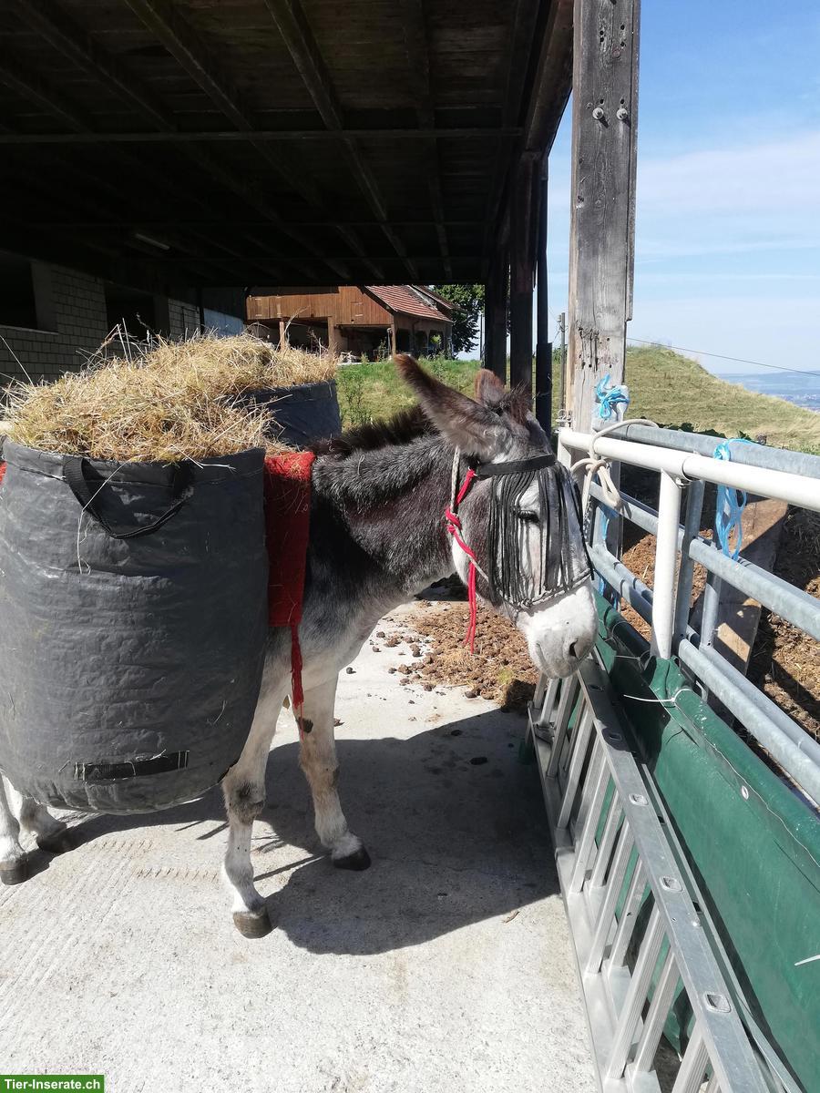 Pensionsplatz für Esel, Region Mettmenstetten/Rossau