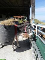 Pensionsplatz für Esel, Region Mettmenstetten/Rossau